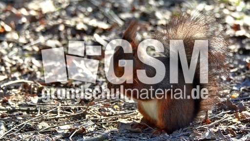 Eichhörnchen (4).jpg